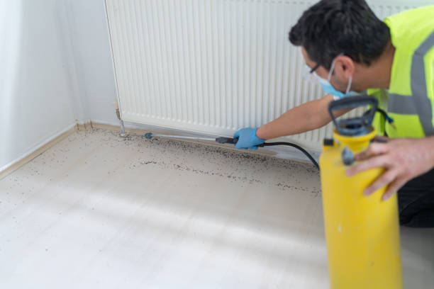 Best Termite Control Services  in American Falls, ID